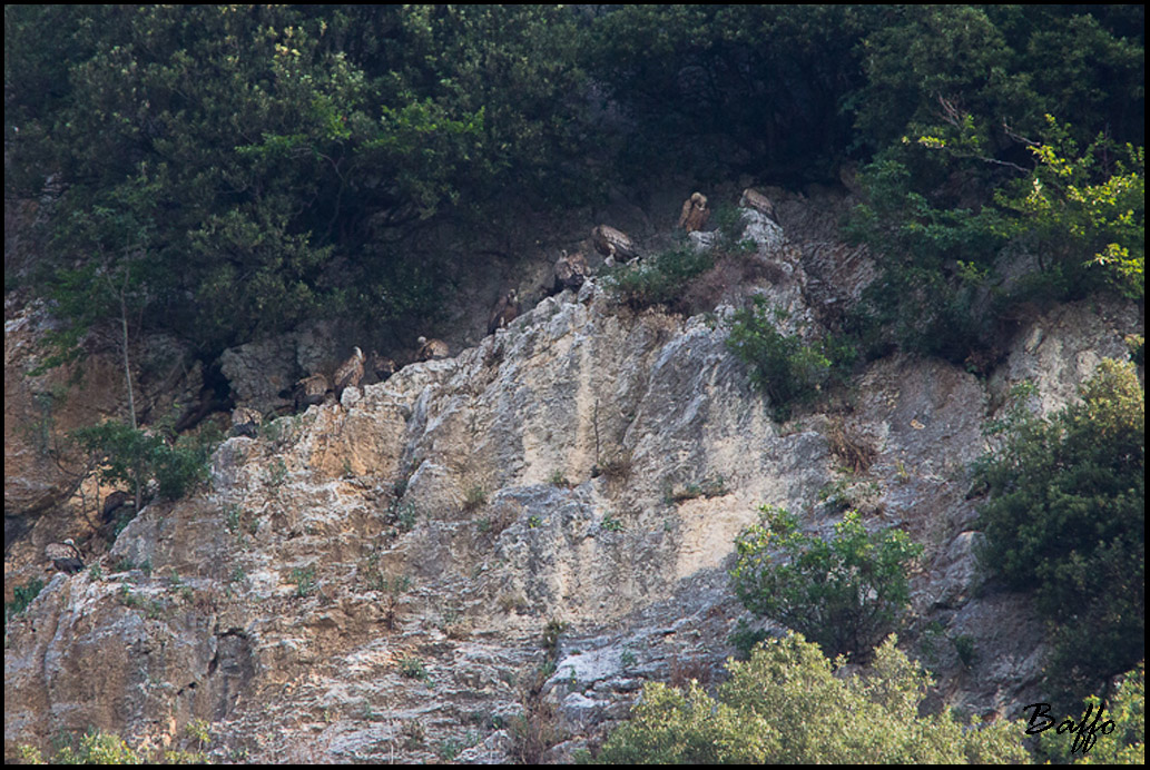 Finalmente i grifoni!